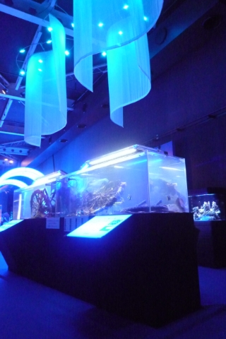赤坂サカスアクアリウム　東京湾とシーラカンス　展示