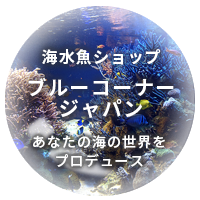 あなたの海の世界をプロデュース 海水魚ショップ　ブルーコーナージャパン