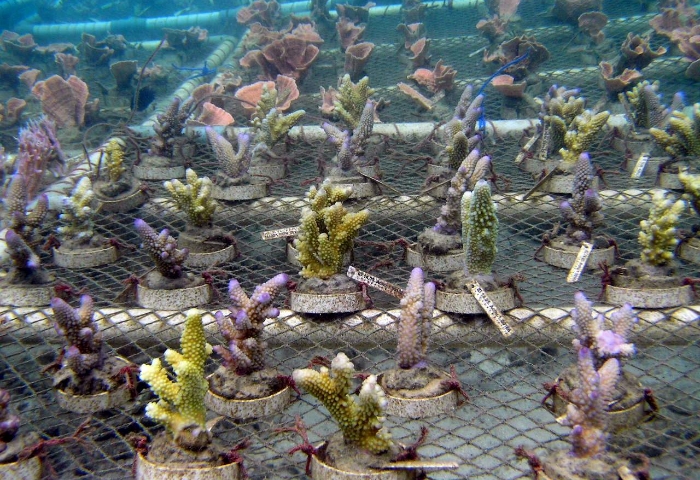 サンゴ養殖