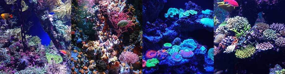 サンゴの世界