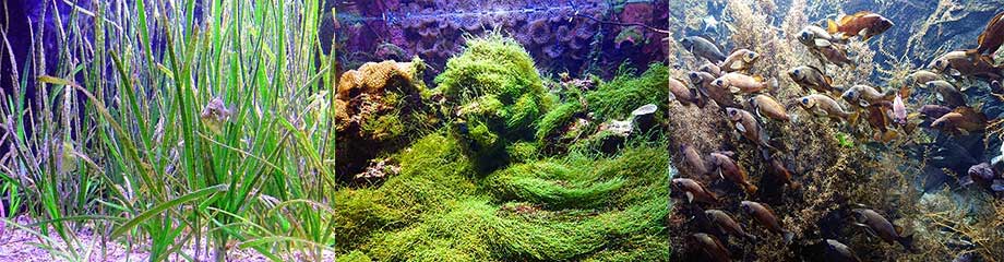 海草・海藻の世界